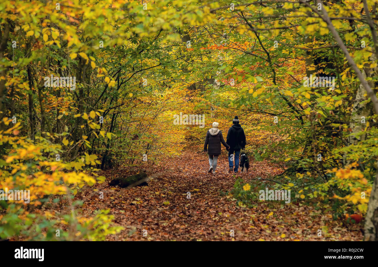 A couple walk around the Black Woods in Woolton, Liverpool. Stock Photo