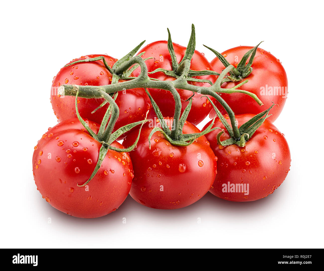 Big branch of fresh red tomato with green leaves with water drops isolated on white background Clipping Path Stock Photo