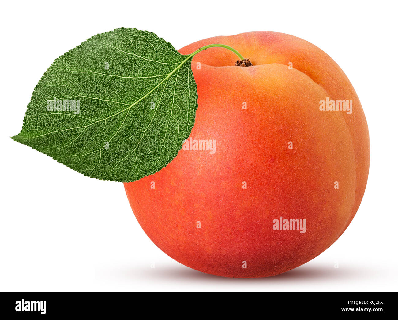 Apricot leaf hi-res stock photography and images - Alamy