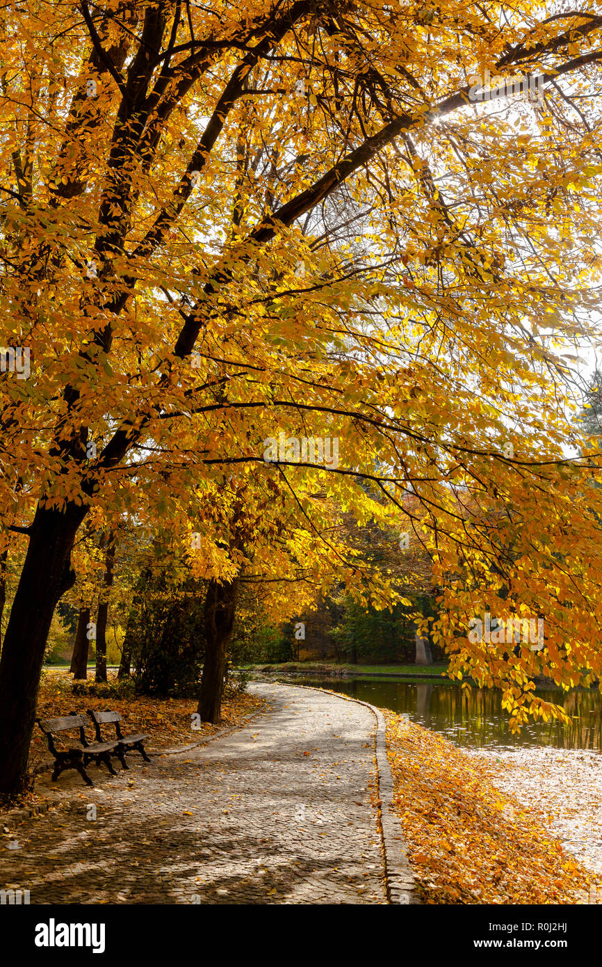 yellow leaves autumn Ukraine Uman Sophia Park Stock Photo - Alamy