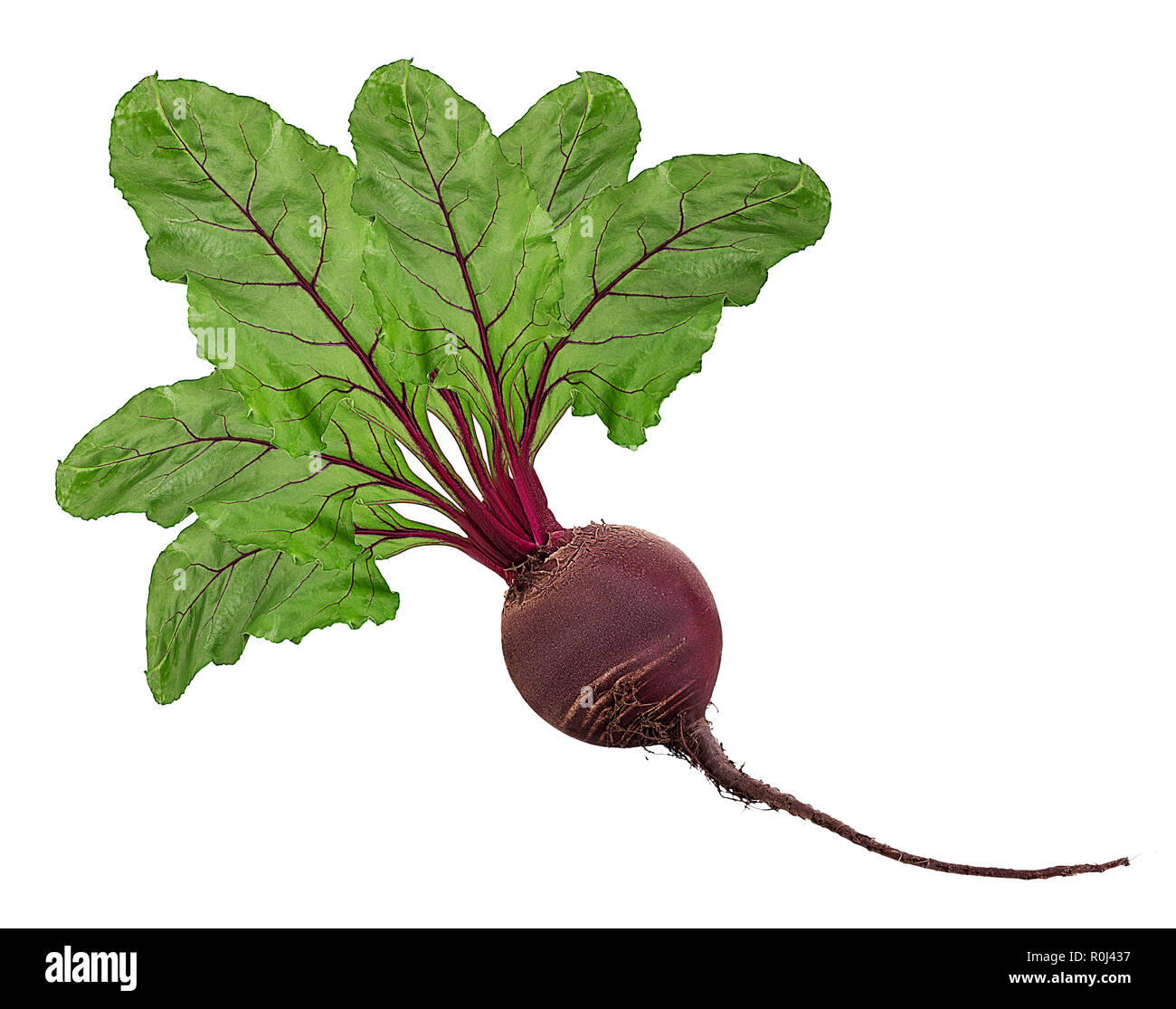 Fresh red beet root with leaf isolated on white background. Clipping Path Stock Photo