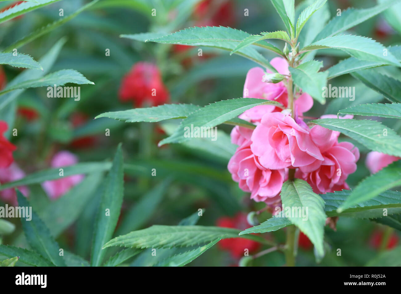 Balbus Tree Pink Garden Balsam or Rose Balsam on tree is blooming in the garden ...