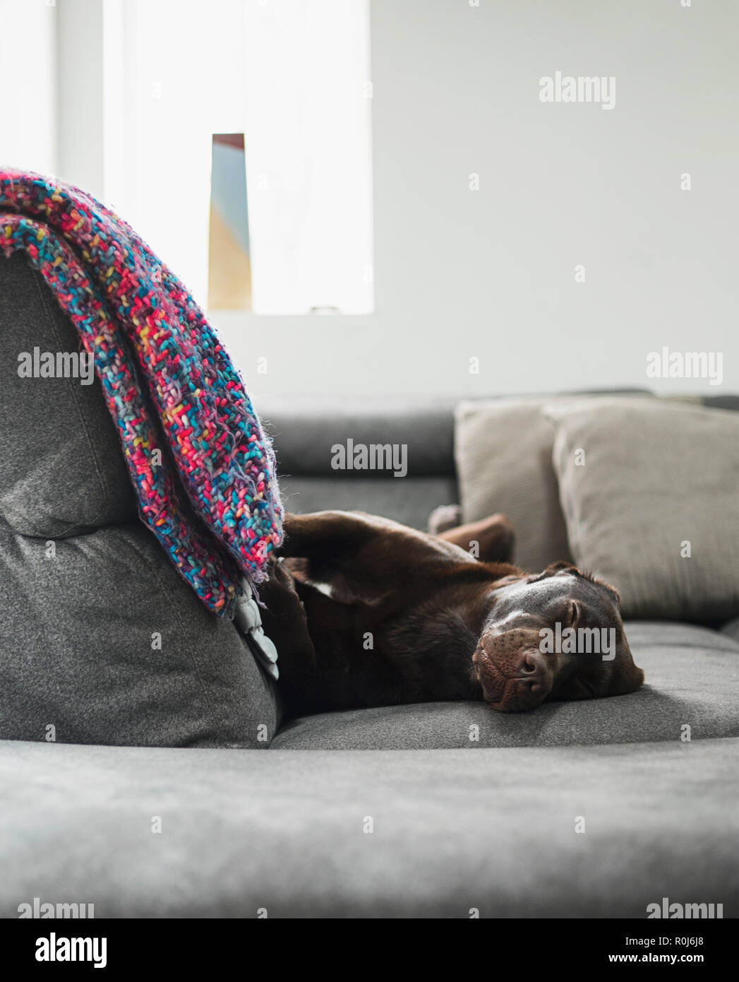 Cute labrador asleep on the sofa Stock Photo