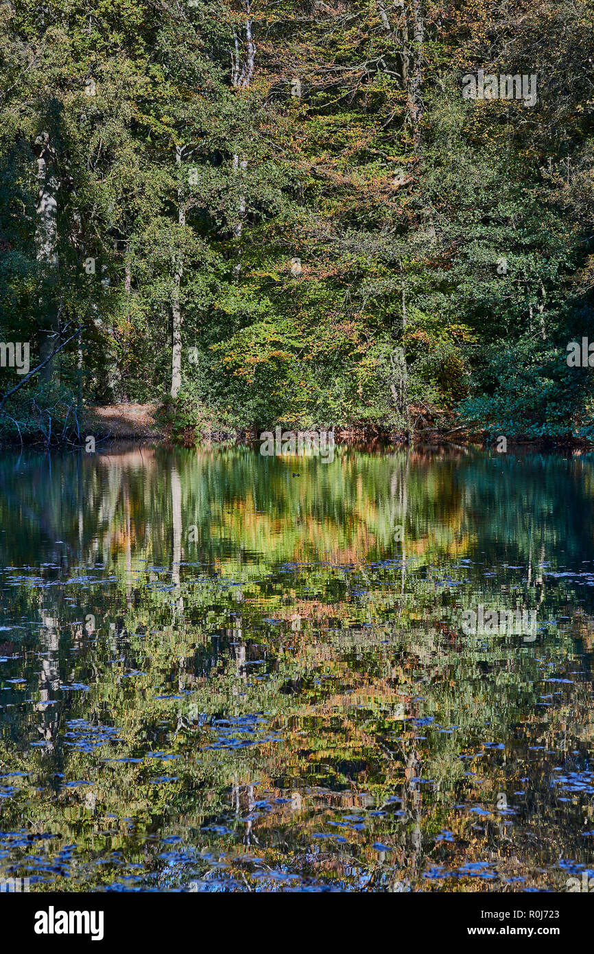Reflection trees in lake lake hi-res stock photography and images - Alamy