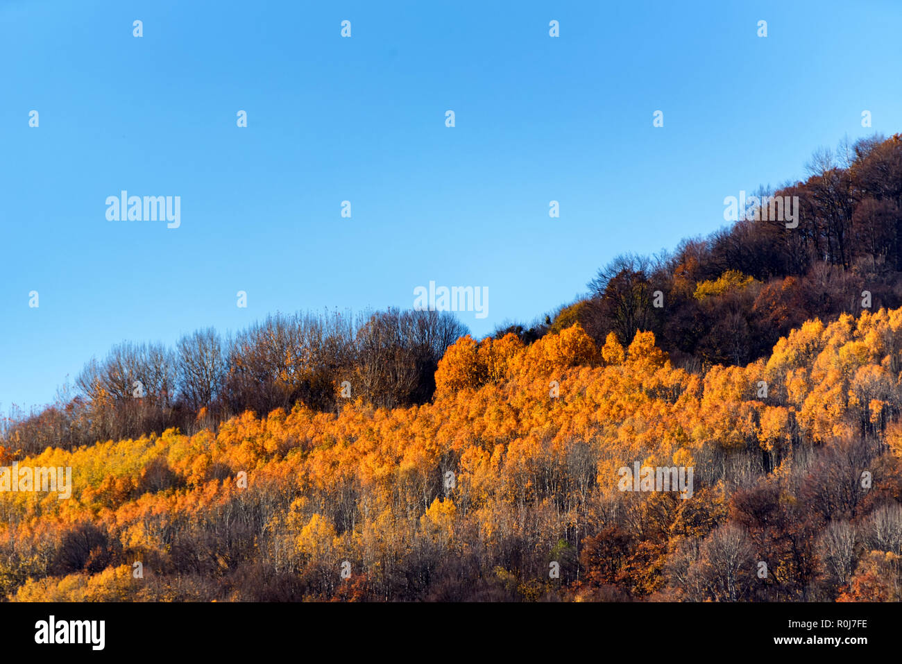 Scenic landscape of autumn forest in mountains on sunny day Stock Photo ...