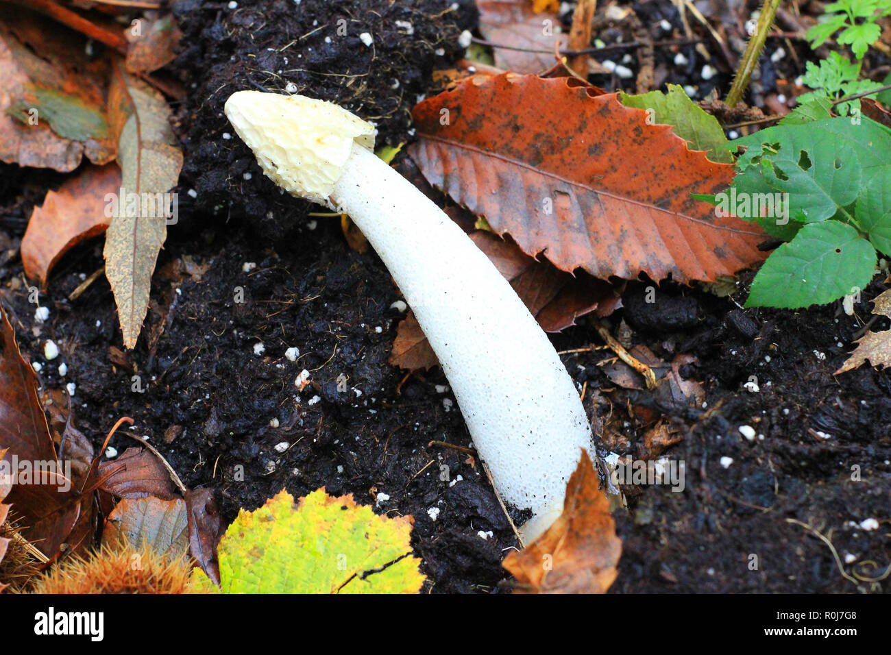 Not Edible a white mushroom not edible in the forest Stock Photo - Alamy