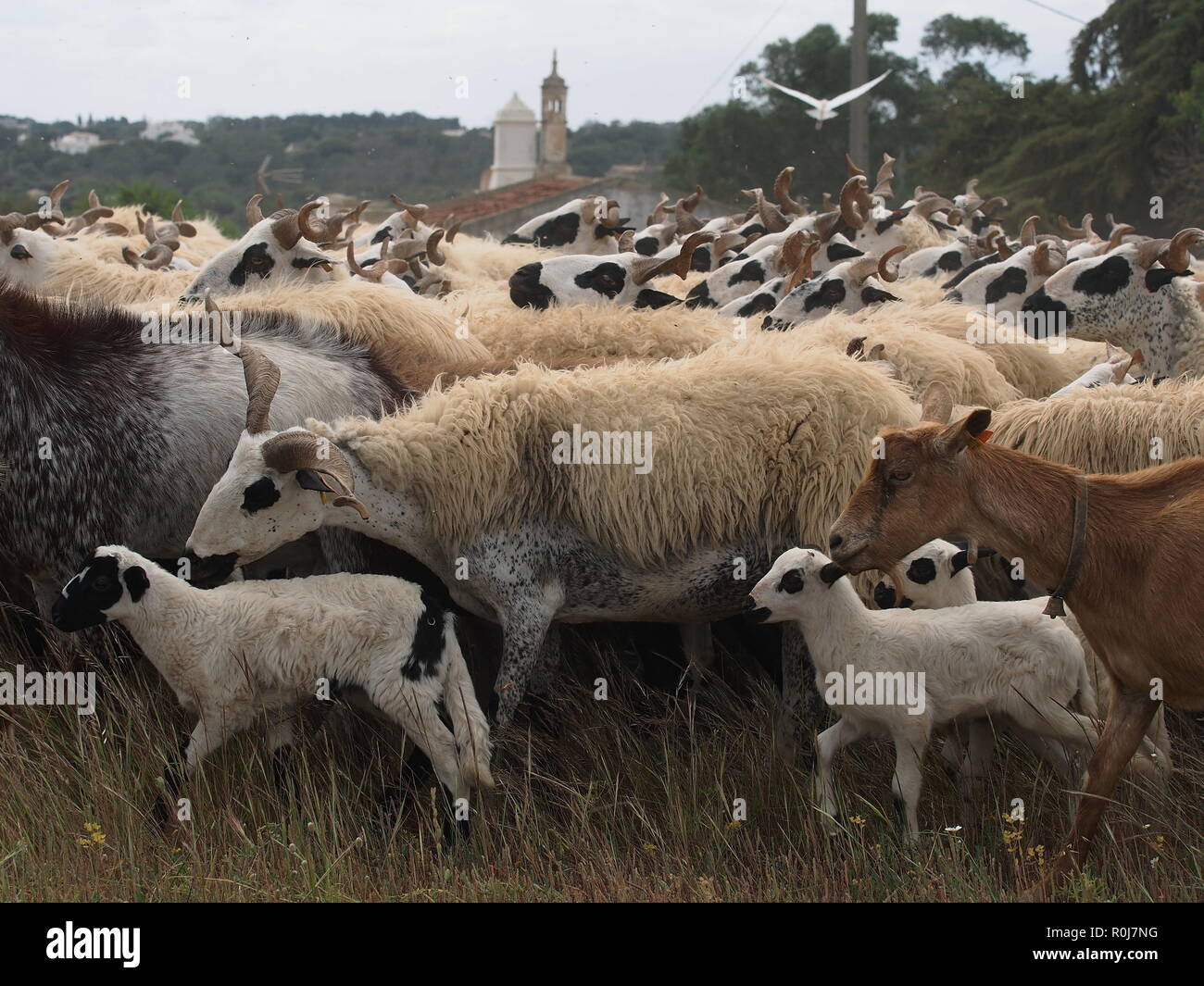herd of sheep on the move in the Algarve, Portugal Stock Photo