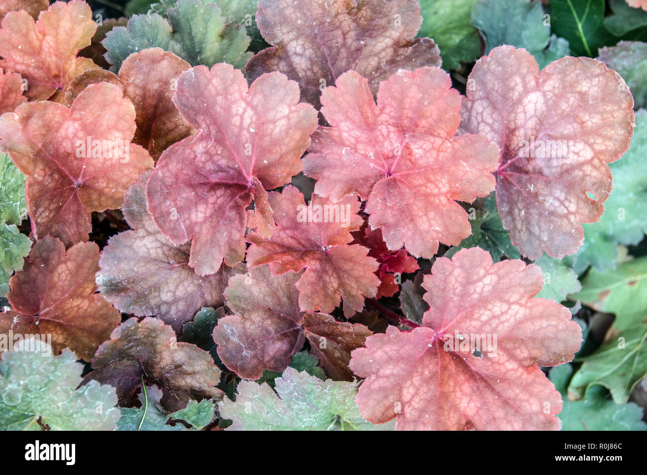 Heuchera. Coral bells Stock Photo Alamy