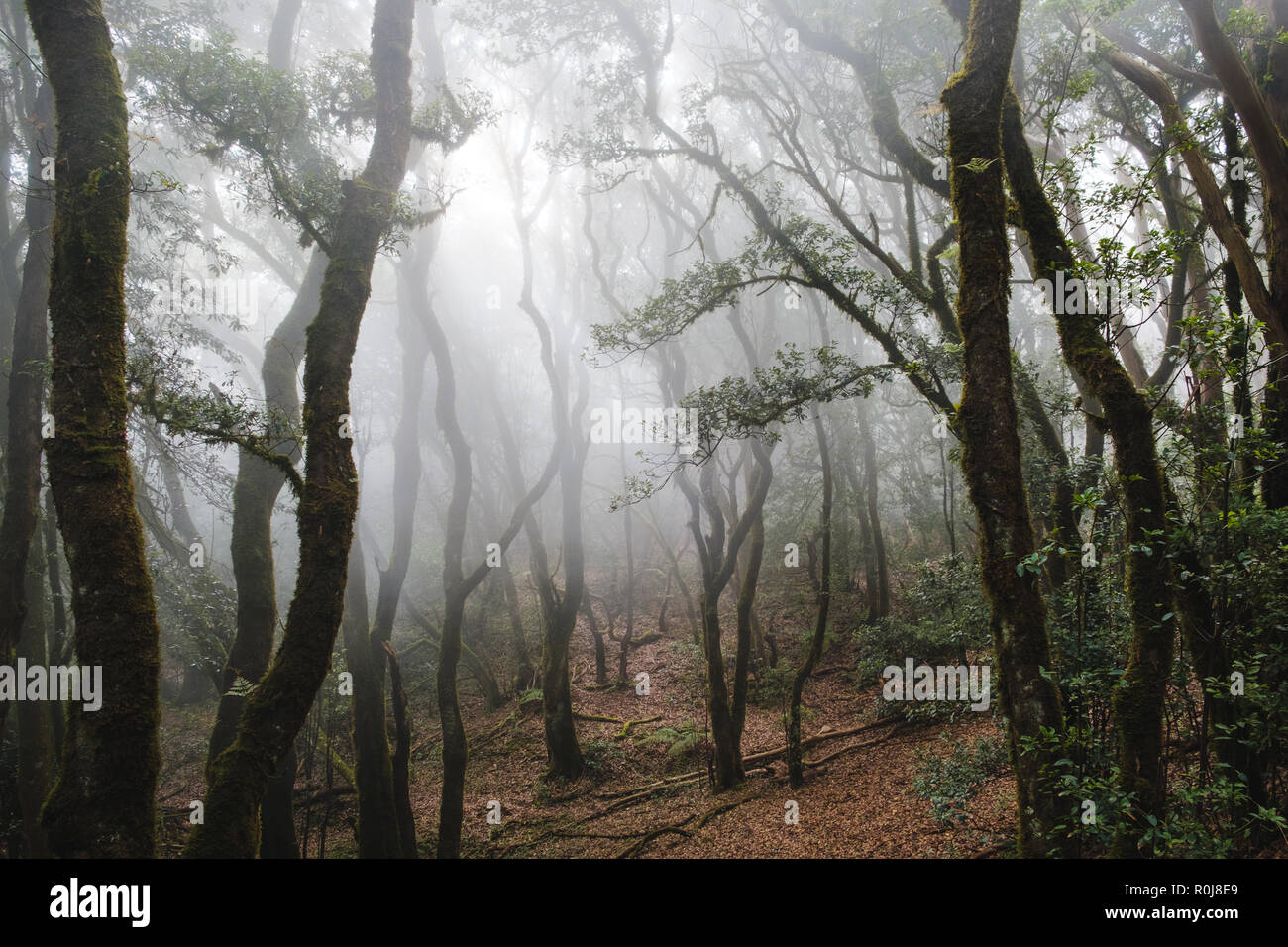 cloud forest, trees in fog, foggy weather forest landscape Stock Photo
