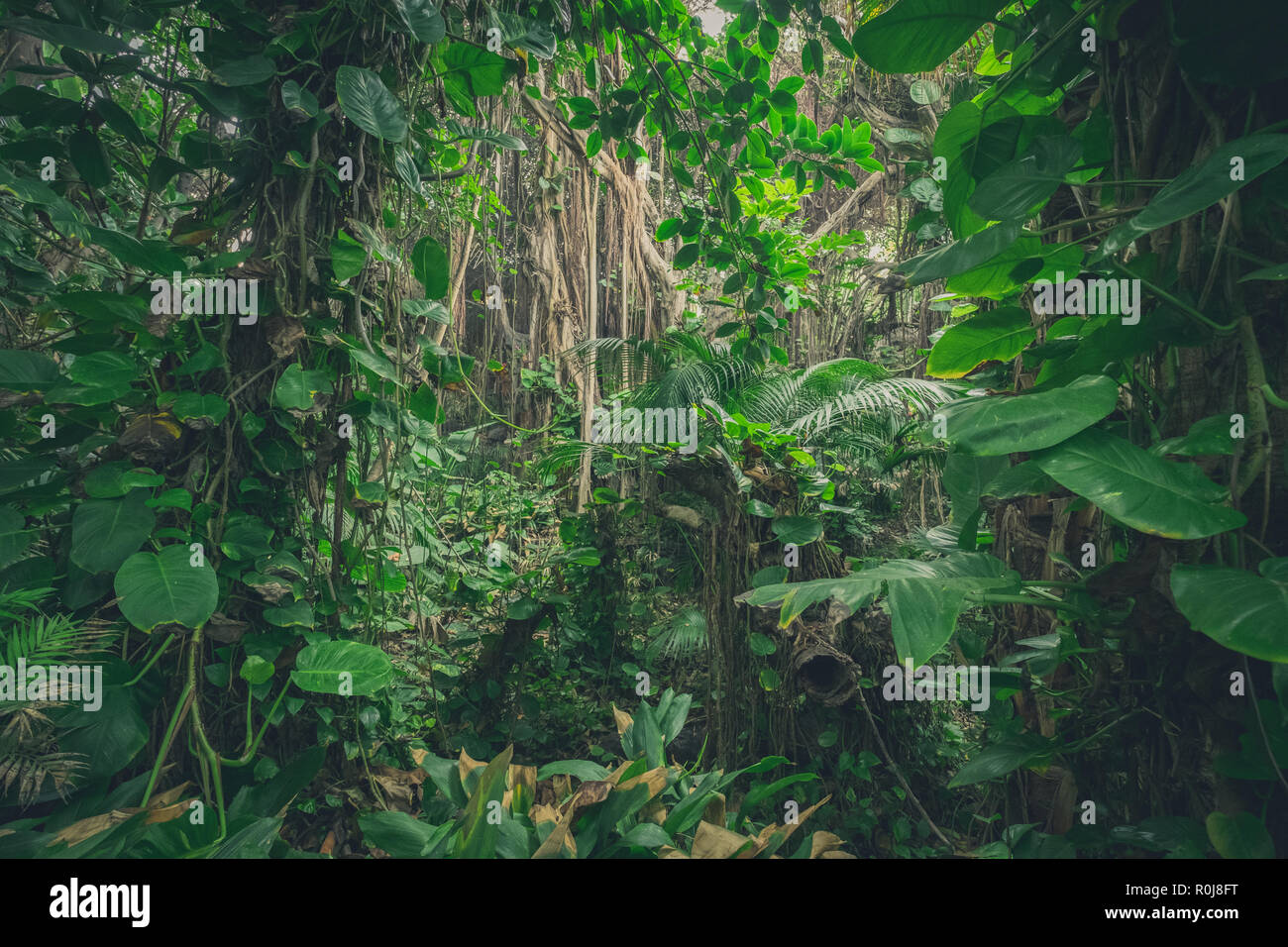 inside jungle , in rainforest / tropical forest landscape Stock Photo