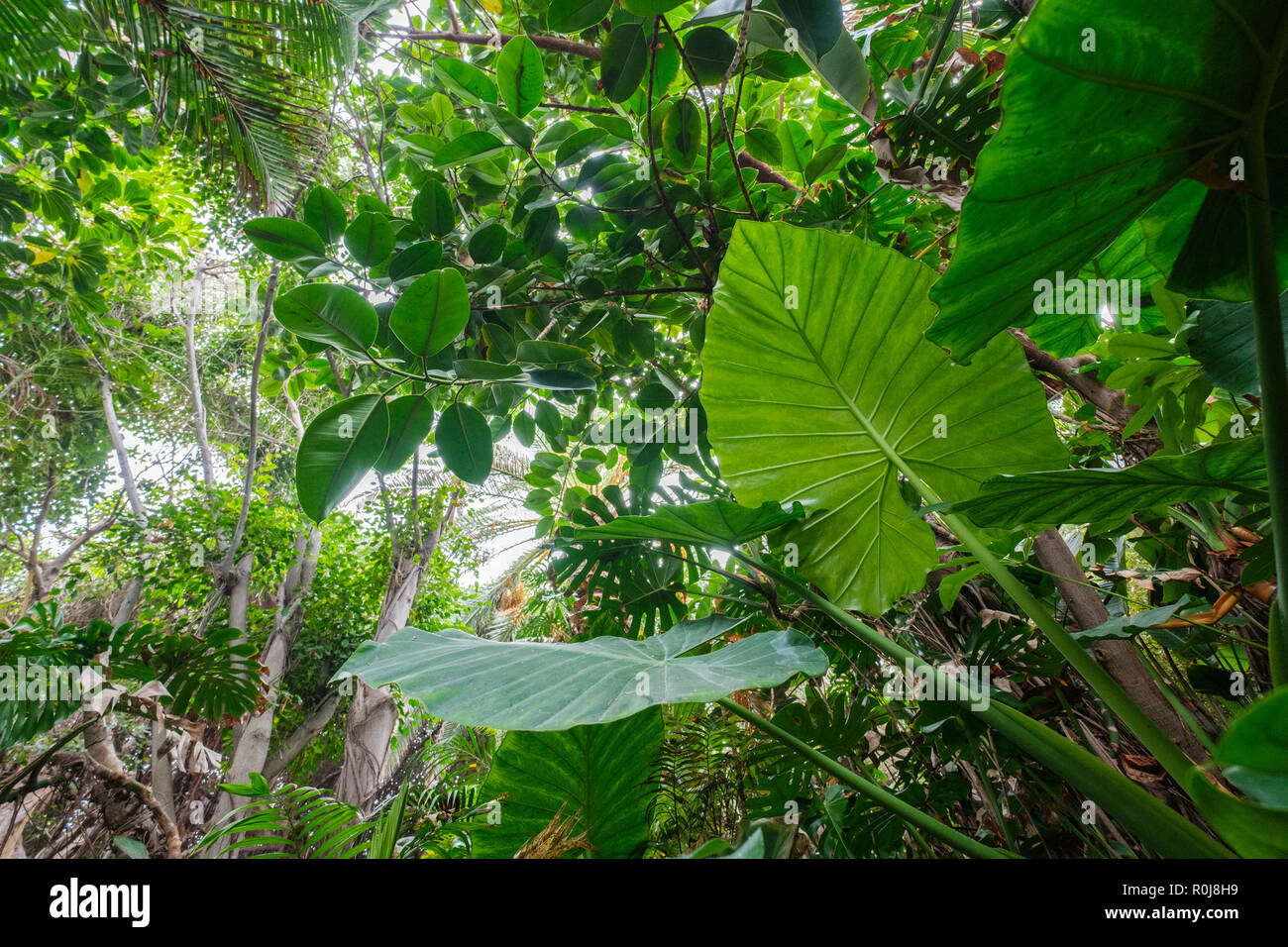 Tropical Rainforest Plants Hi res Stock Photography And Images Alamy