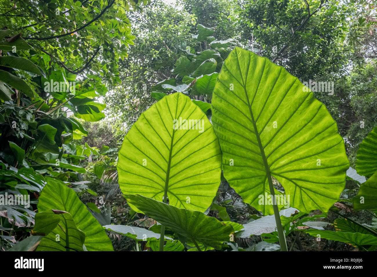 elephant ears plant leaves in tropical forest or jungle Stock Photo