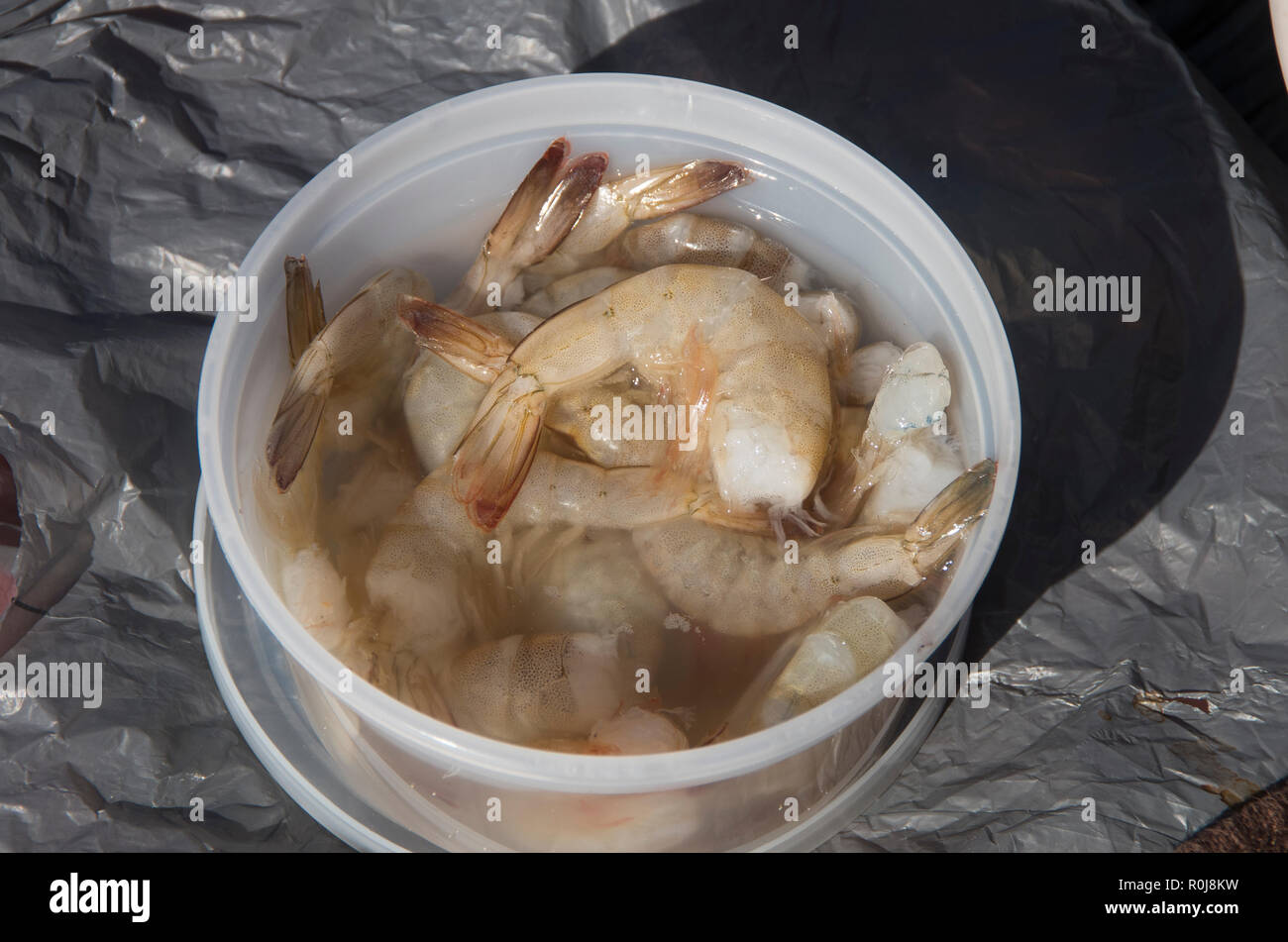A tub of bait shrimp is ready for a fisherman’s use on the Bouge Inlet