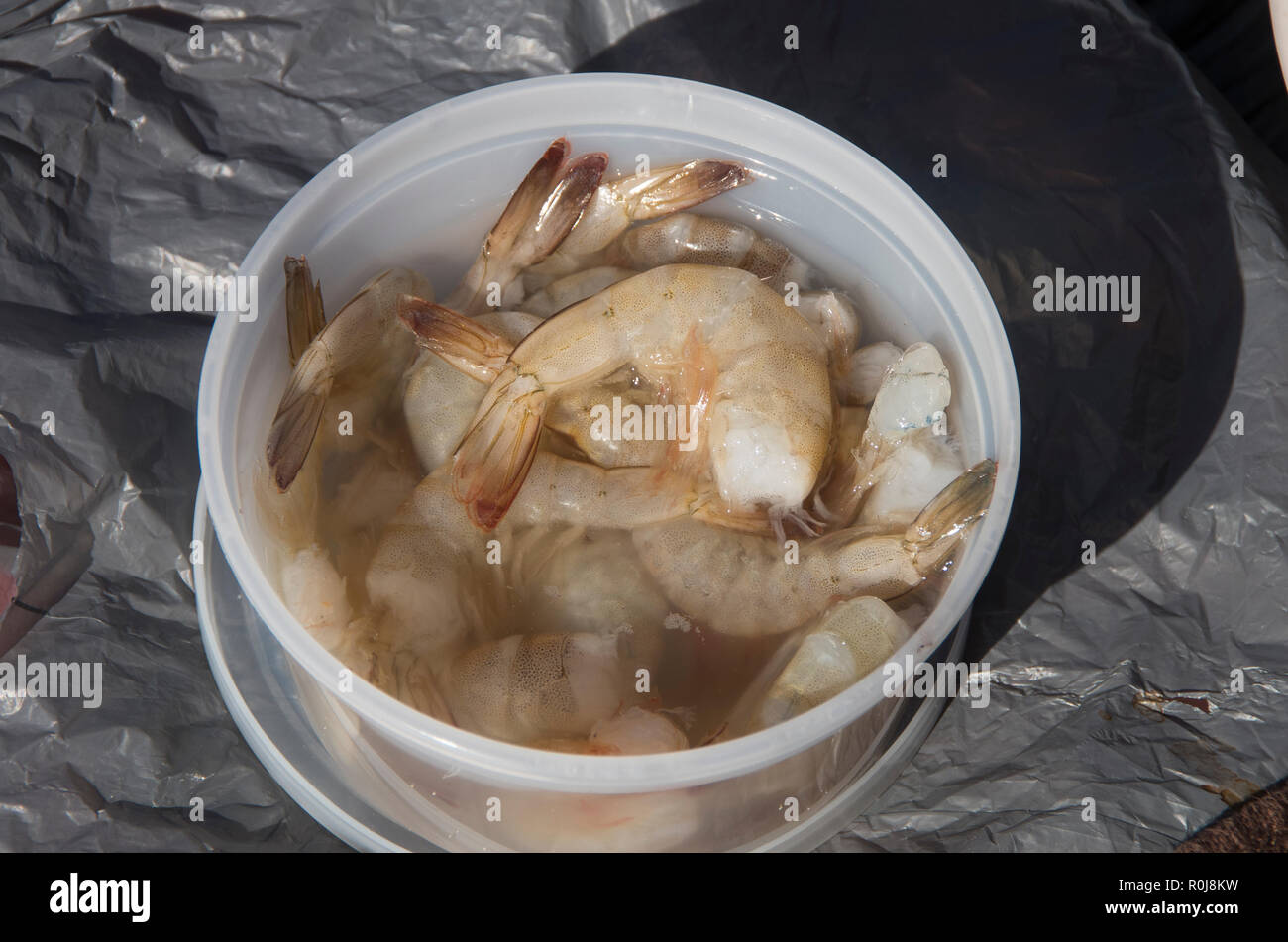 A tub of bait shrimp is ready for a fisherman’s use on the Bouge Inlet Pier in Emerald Isle ,North Carolina. Stock Photo