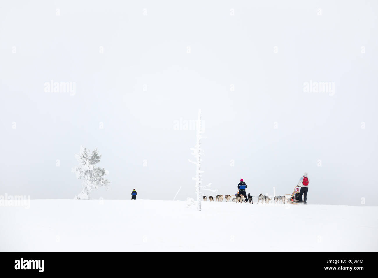 Husky dog sledding in Lapland, Finland Stock Photo