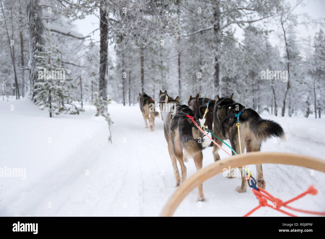 Husky dog sledding in Lapland, Finland Stock Photo
