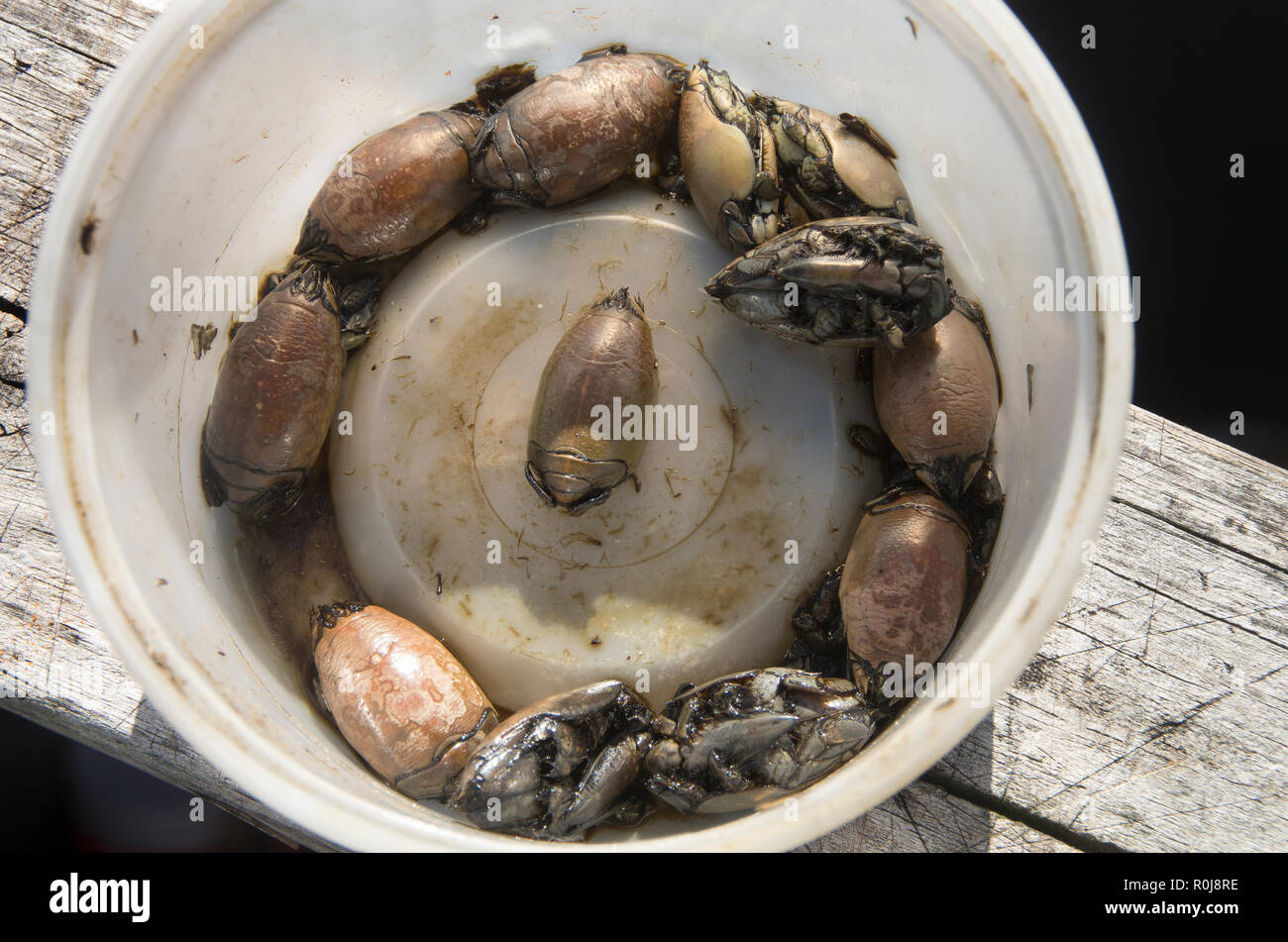 A container of Sand Fleas are waiting for use by a fisherman on the Bouge Inlet Pier Stock Photo