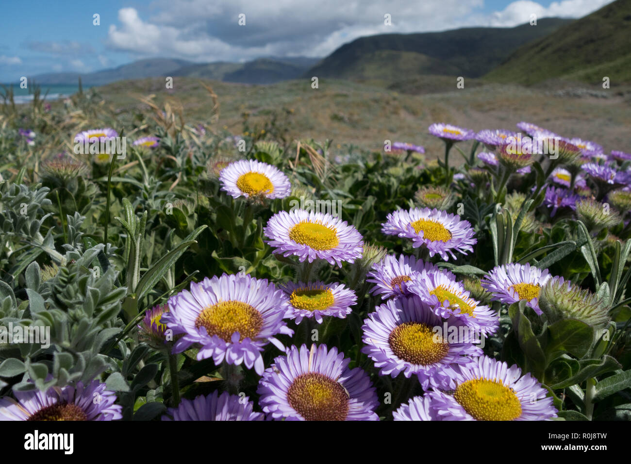 Seaside Daisy, Mattole Beach, Lost Coast, California Stock Photo