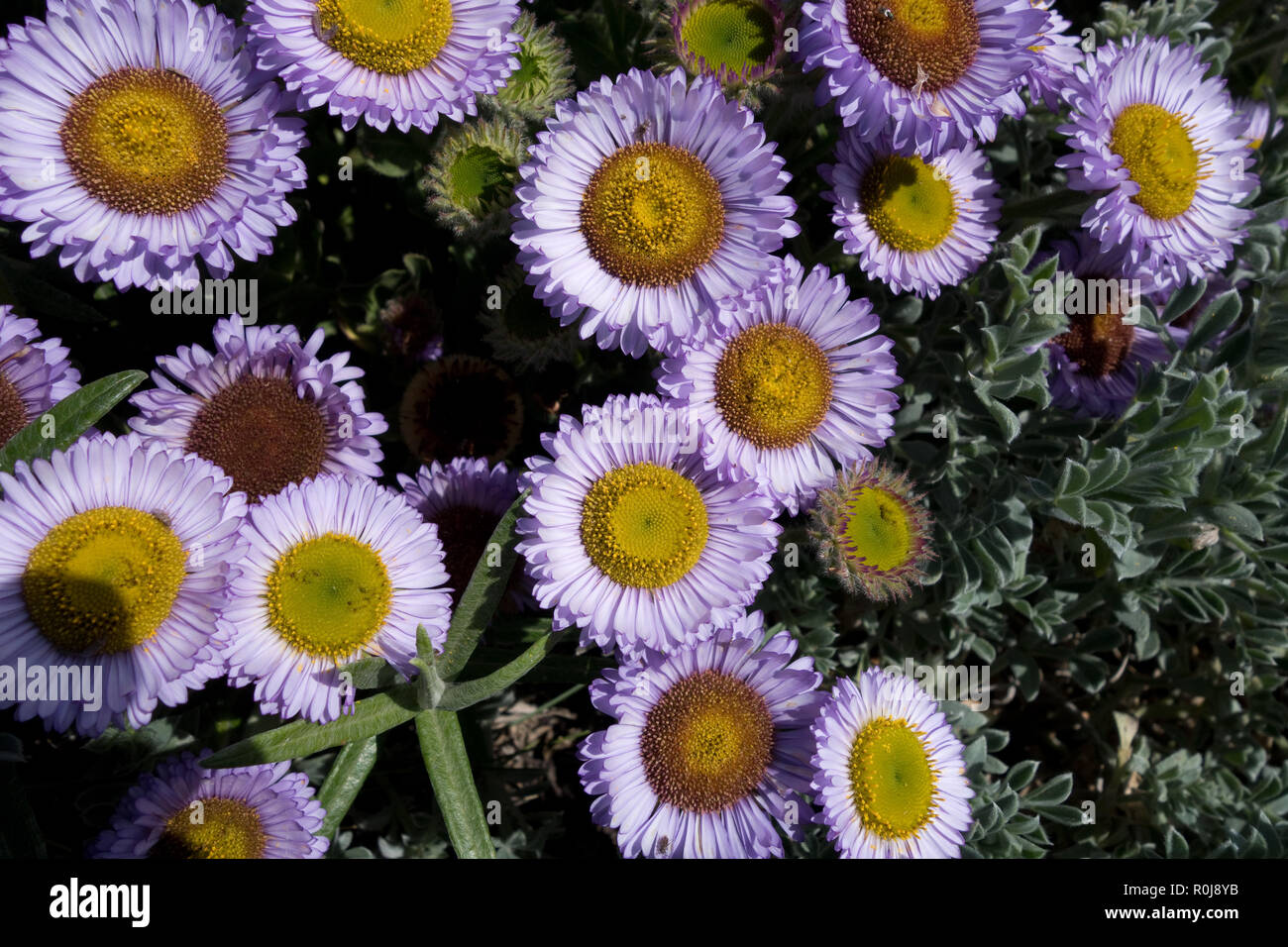 Seaside Daisy, Mattole Beach, Lost Coast, California Stock Photo