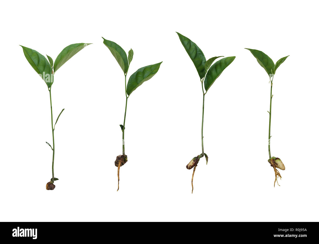 Sapling of Jackfruit isolated on white background and have clipping paths function for easy to use design. Stock Photo