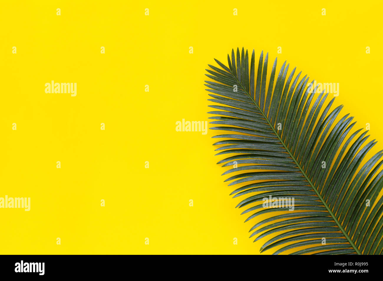 Freshness green leaves of wild palm on yellow paper background and have ...
