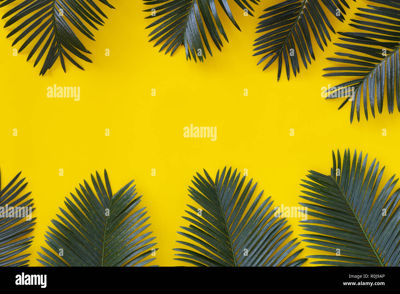 Freshness green leaves of wild palm on yellow paper background and have ...