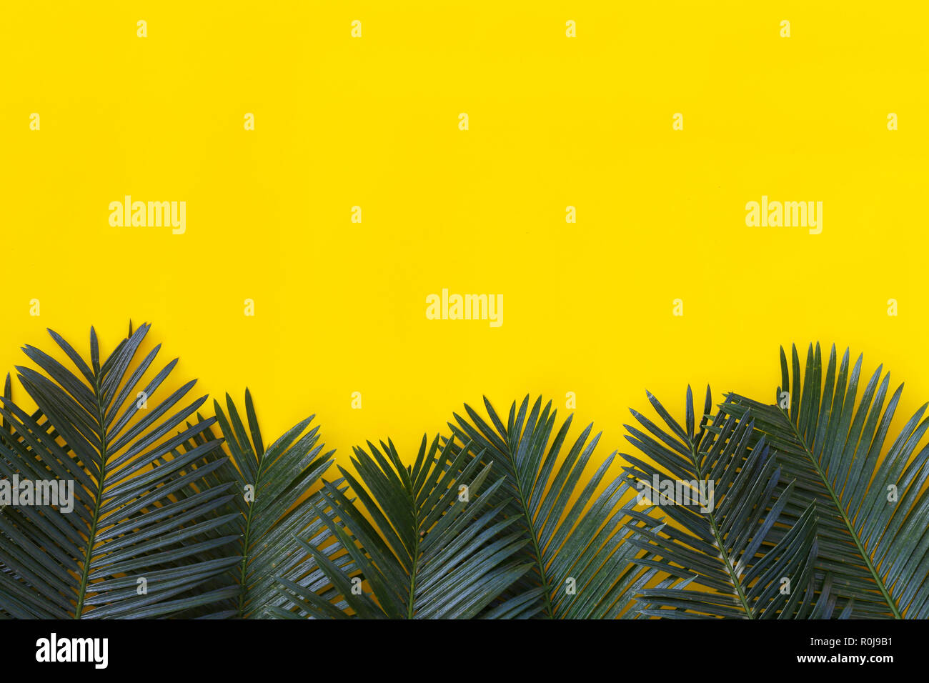 Freshness green leaves of wild palm on yellow paper background and have ...