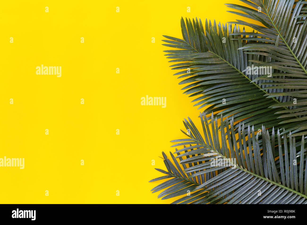 Freshness green leaves of wild palm on yellow paper background and have ...