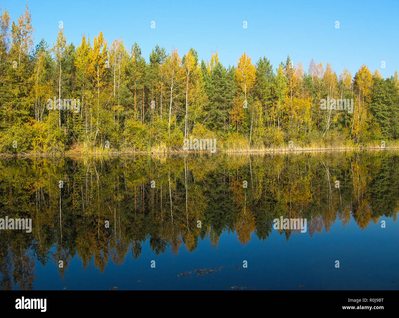Autumn forest with a beautiful lake in sunny day. Bright colorful trees ...