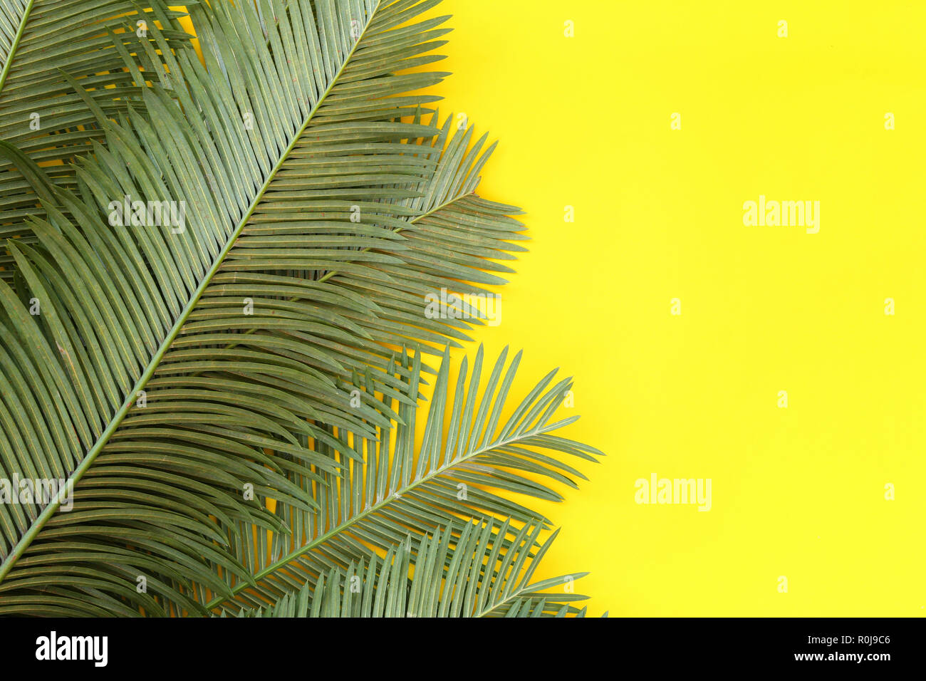 Freshness green leaves of wild palm on yellow paper background and have ...