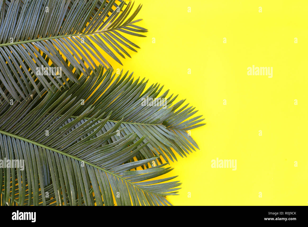 Freshness green leaves of wild palm on yellow paper background and have ...
