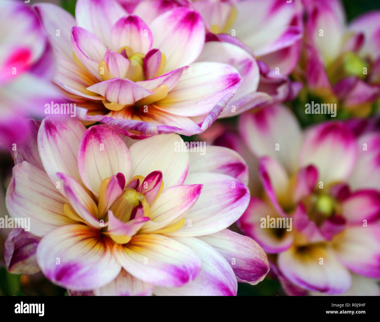 dahlia binky variety, closeup are bright white small sized chrysanthemums, pink spots on the tips of the blades and a yellow heart, a lot Stock Photo