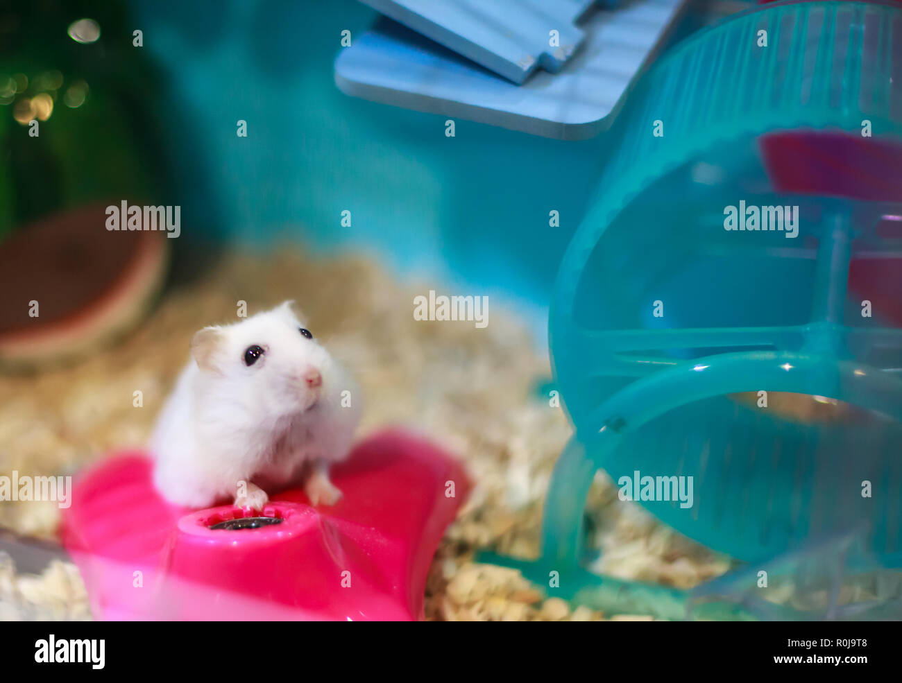 Winter white dwarf hamster cheap food