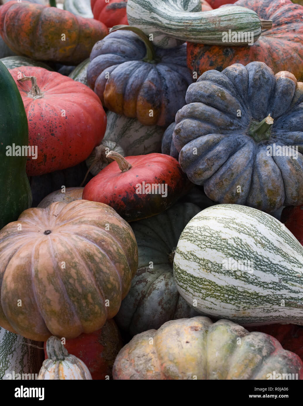 colorful autumn gourds and pumpkins at a farmer's market Stock Photo ...