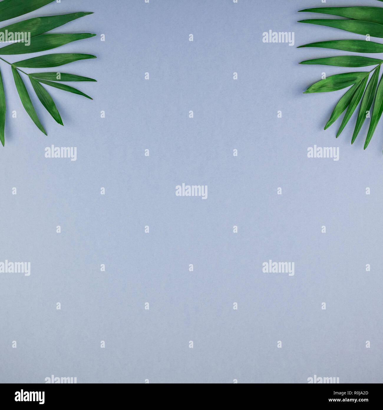 Creative flat lay top view of green tropical palm leaves on blue grey ...