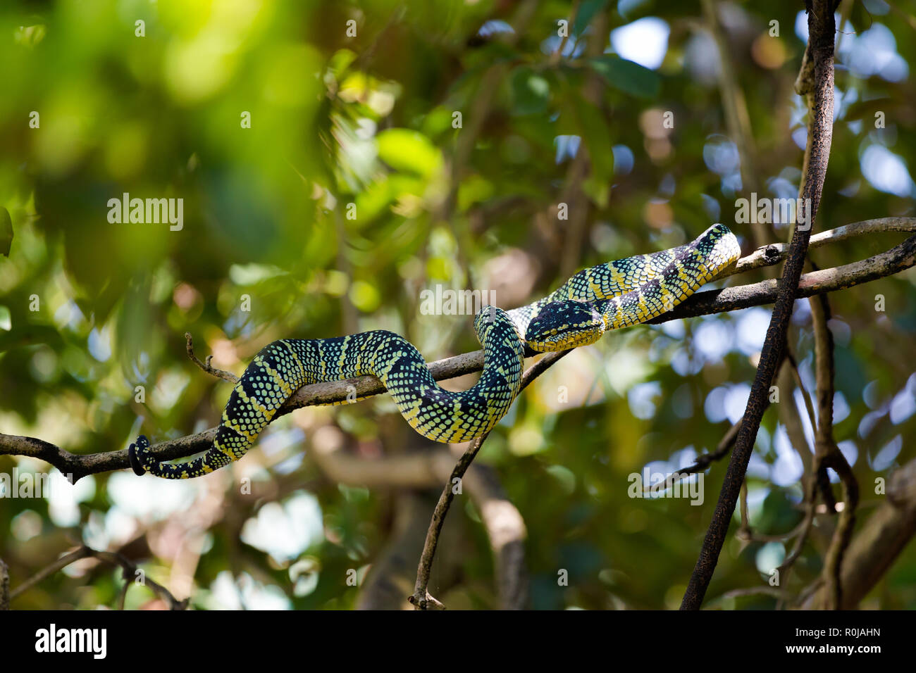 Snake temple on Penang island in Malaysia. Dangerous fauna of south east Asia Stock Photo Alamy