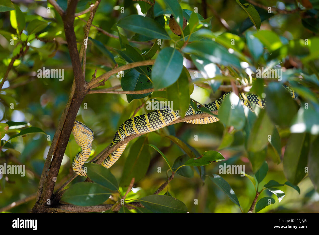 Snake temple on Penang island in Malaysia. Dangerous fauna of south east Asia. Stock Photo