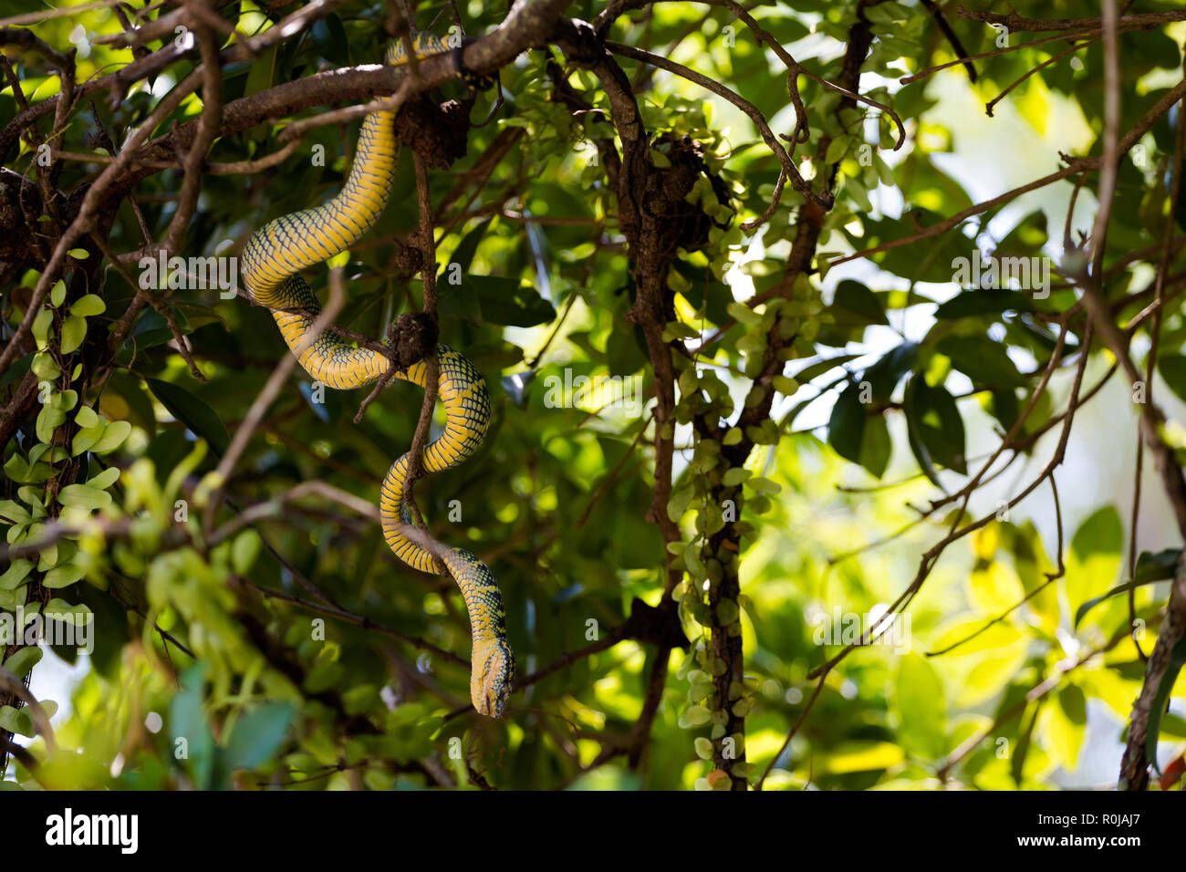 Snake temple on Penang island in Malaysia. Dangerous fauna of south east Asia Stock Photo Alamy