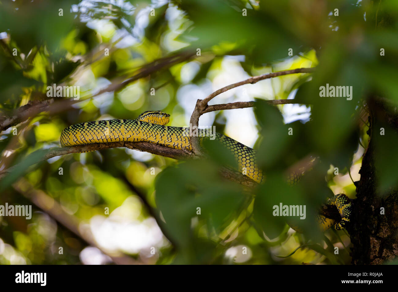 Snake temple on Penang island in Malaysia. Dangerous fauna of south east Asia Stock Photo Alamy