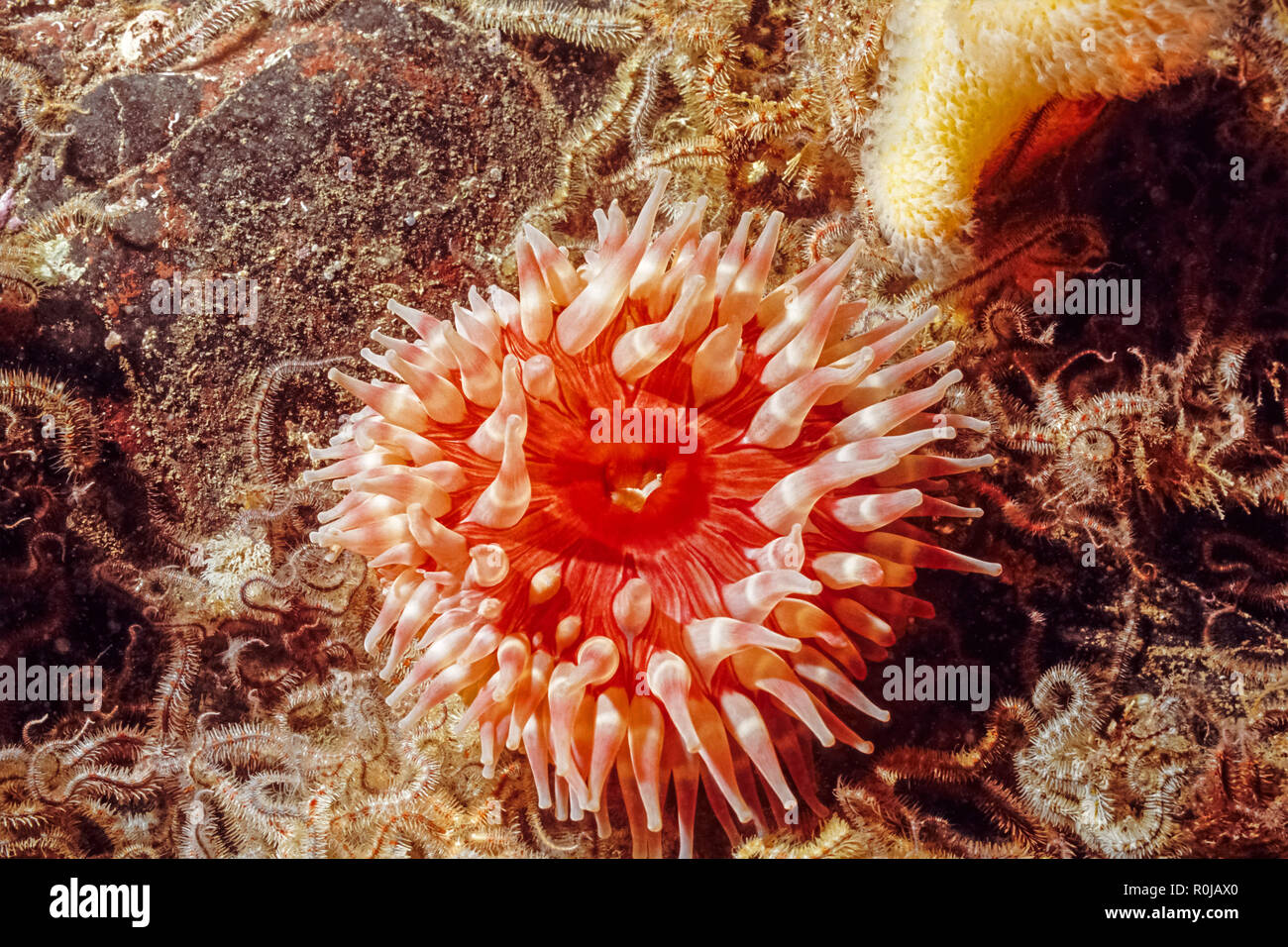 Dahlia Anemone, underwater off the coast of Scotland.St Abbs Scuba diving out of Eyemouth Scotland Stock Photo