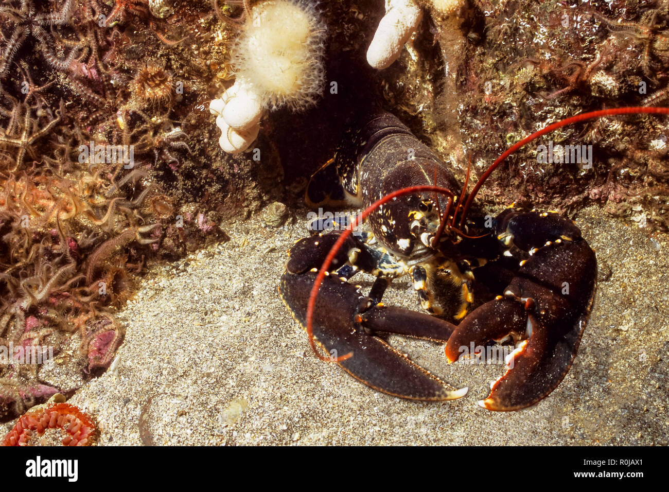 Common Lobster. Homarus Gammarus. Lobster Stock Photo
