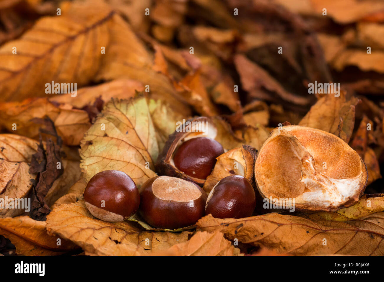 Conkers from horse chestnut tree lie on the ground hires stock