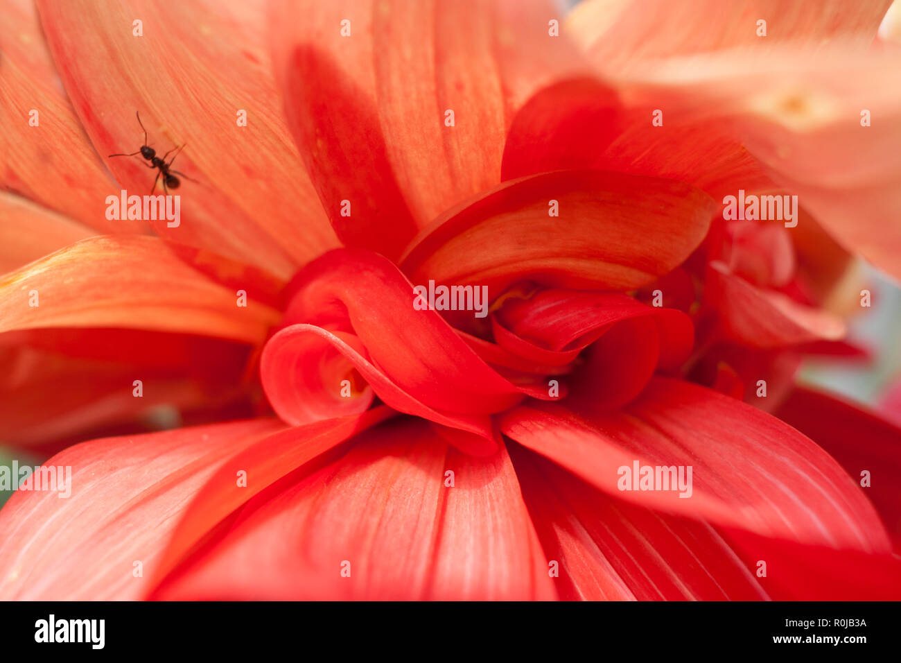 Close-up petals of red Dahlia. Floral abstract background. Stock Photo