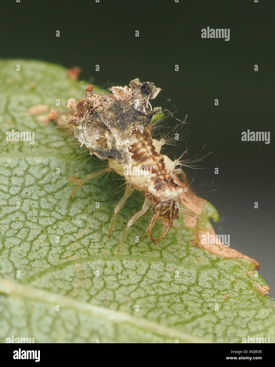 Lacewing larva crawling down underside of leaf. Tipperary, Ireland Stock Photo