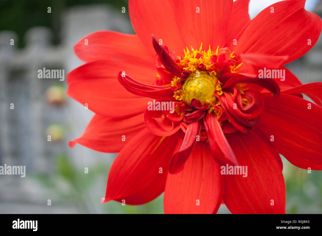 Close-up flower of red Dahlia with petals and yellow middle Stock Photo ...