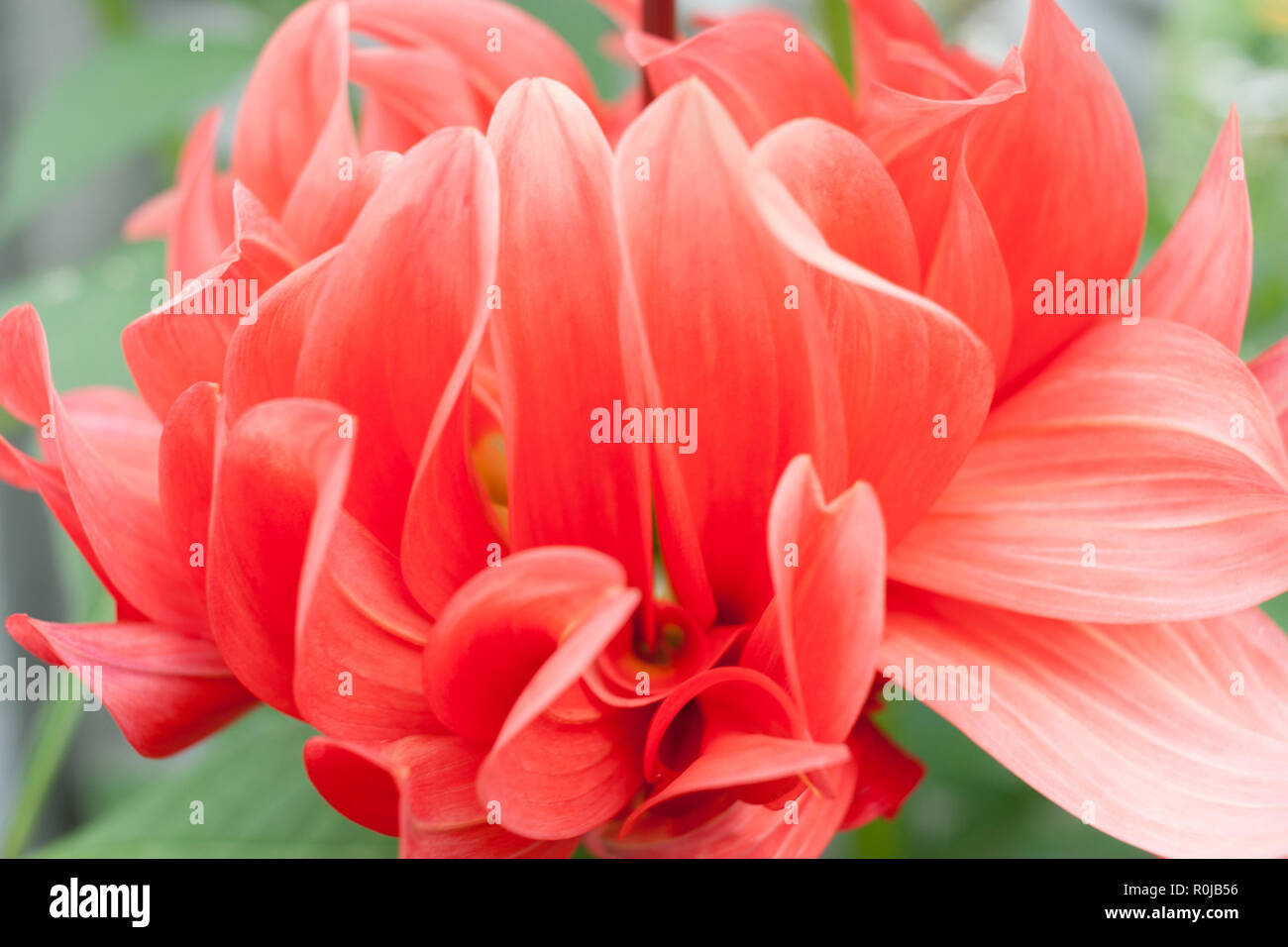 Beautiful floral background of delicate red-pink petals of a Dahlia. Stock Photo