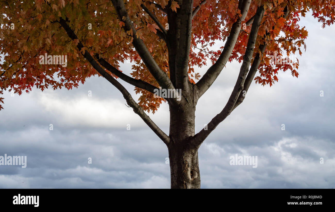 A portrait of a Maple Tree, featuring wide, elegant branches and celebrating its Autumn foliage and a kaleidoscope of reds and browns on a sky canvas Stock Photo