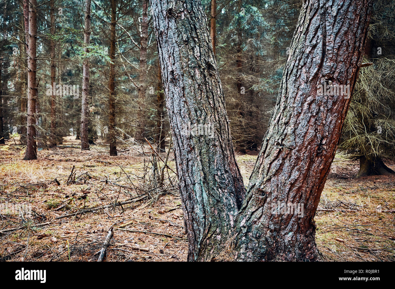 V shaped tree hi-res stock photography and images - Alamy