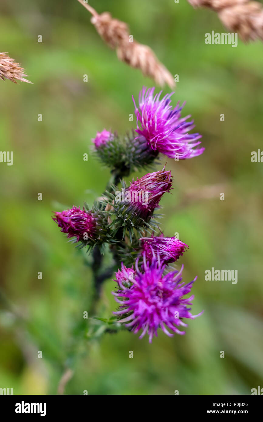 Wild pink blooming thistle. Violet flowers. Blooming flowers. Pink thistles on a green grass. Meadow with flowers. Wild flowers. Nature flower. Bloomi Stock Photo