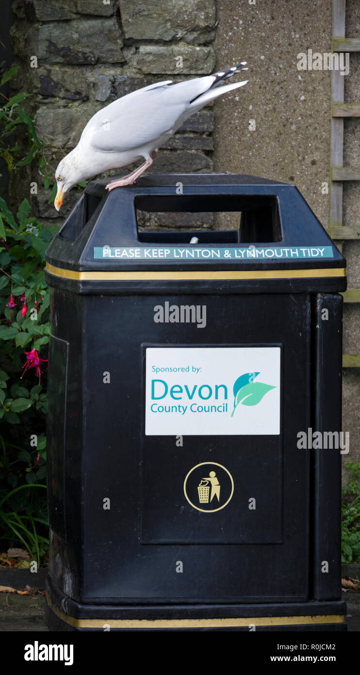 A Seagull looking for food in a rubbish bin on the Devon coast, England, UK Stock Photo